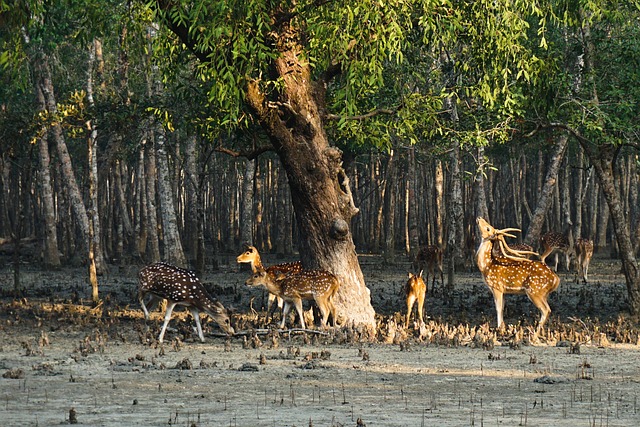 sundarban package, sundarban package tour