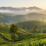 7 Beautiful Places to Visit in Kotagiri That You Shouldn’t Miss